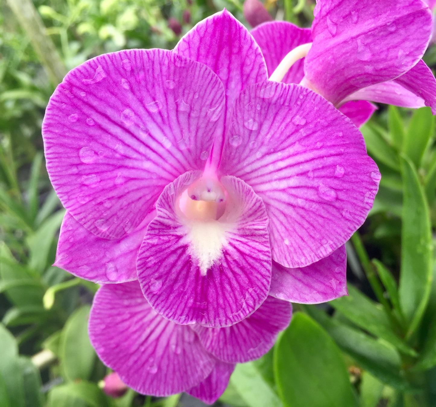 Den. Salaya Stripe with Pink Ecopot (Retail Only)