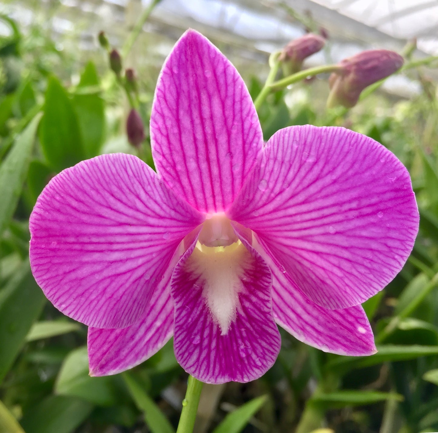 Den. Lai Klang with a Pink Ecopot