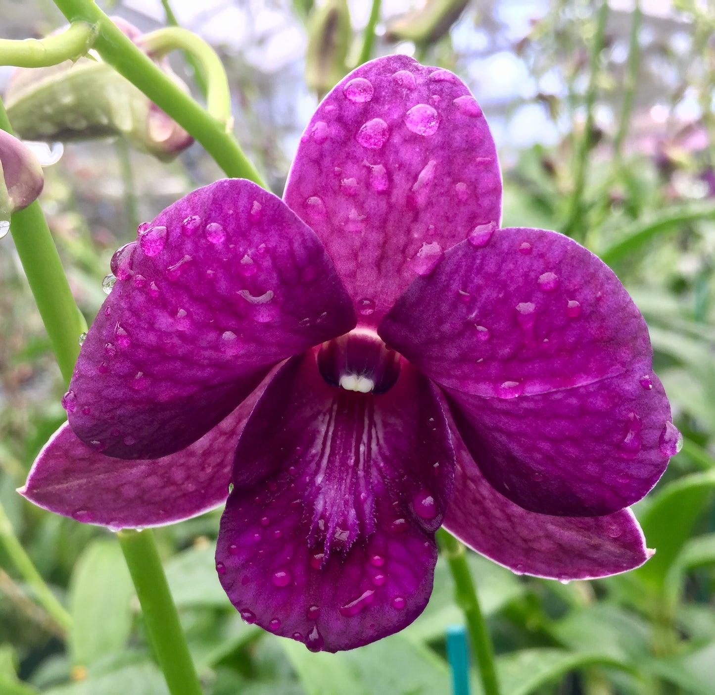 Den. Magic Blue with Black Ecopot