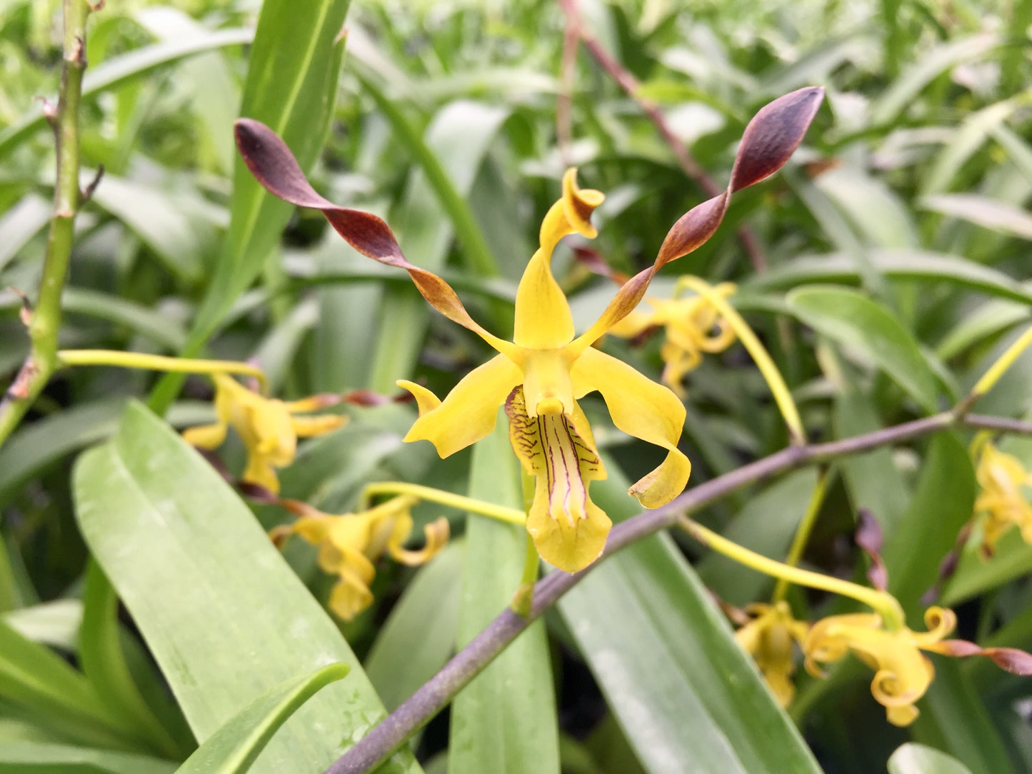 Den. gouldii 'Woodlands'- Blooming Size