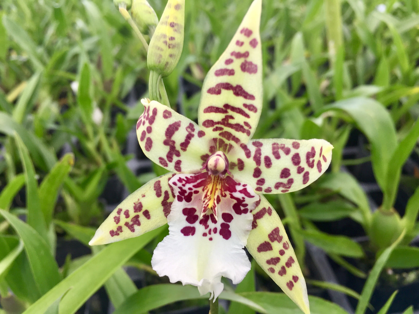 Bllra. Hawaiian Glacier 'Queen Anne' with Green Ecopot