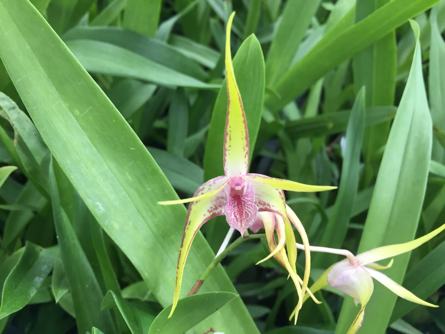 Den. Gillieston 'SVO' x Warrior 'Jordan'