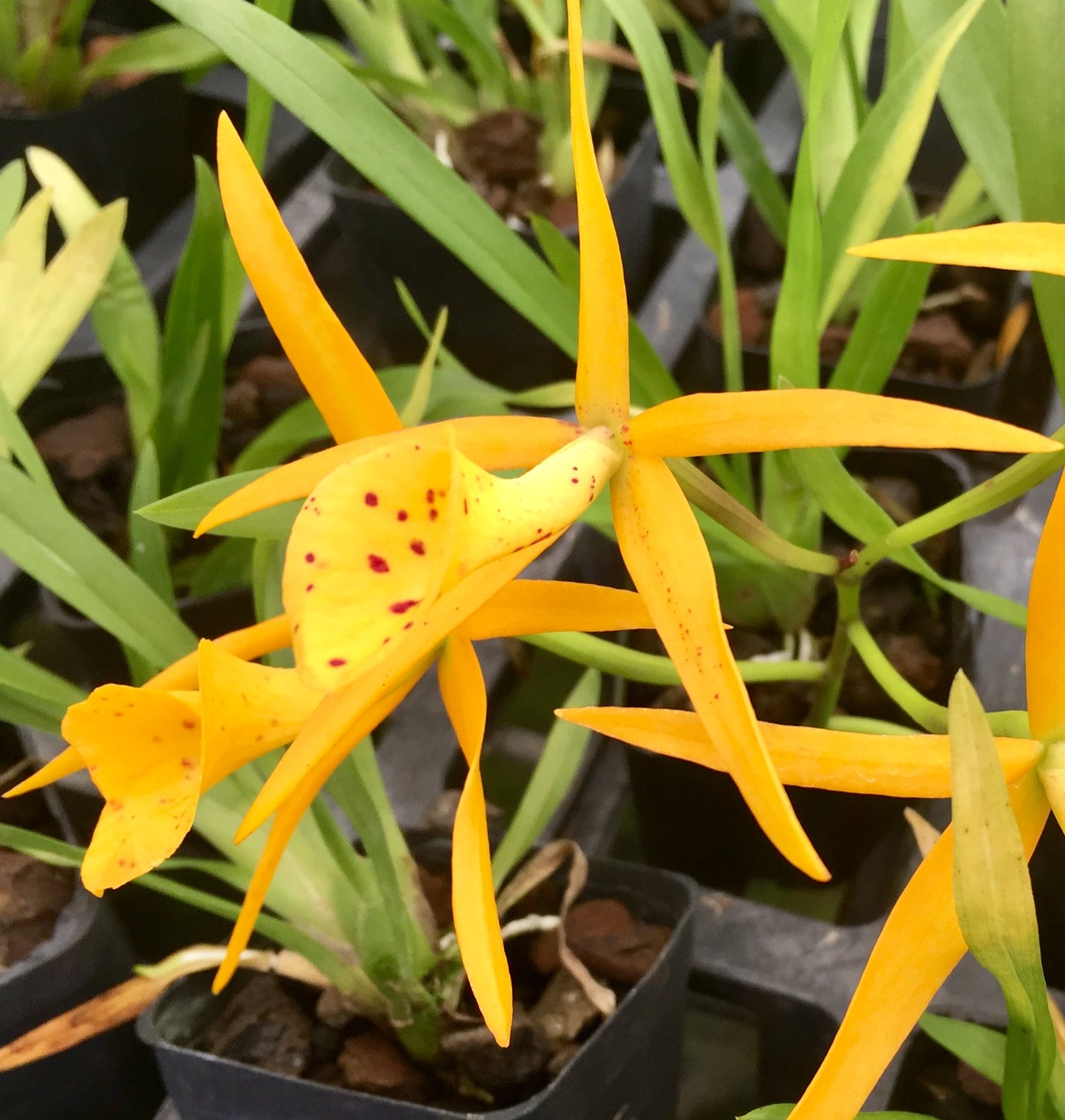 Bc. Yellow Bird