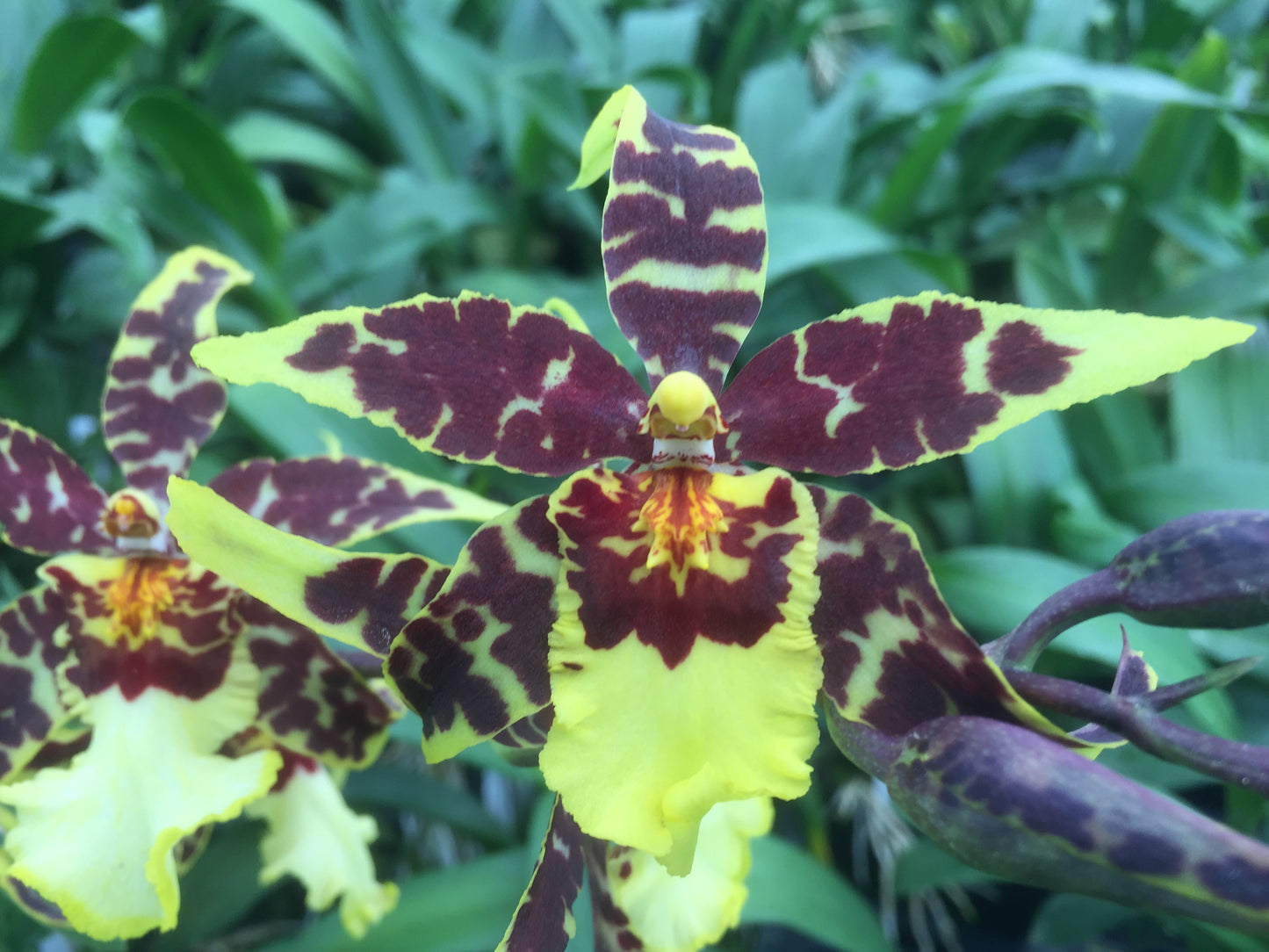 Brsdm. Pacific Paradox 'Petit'- Blooming Size