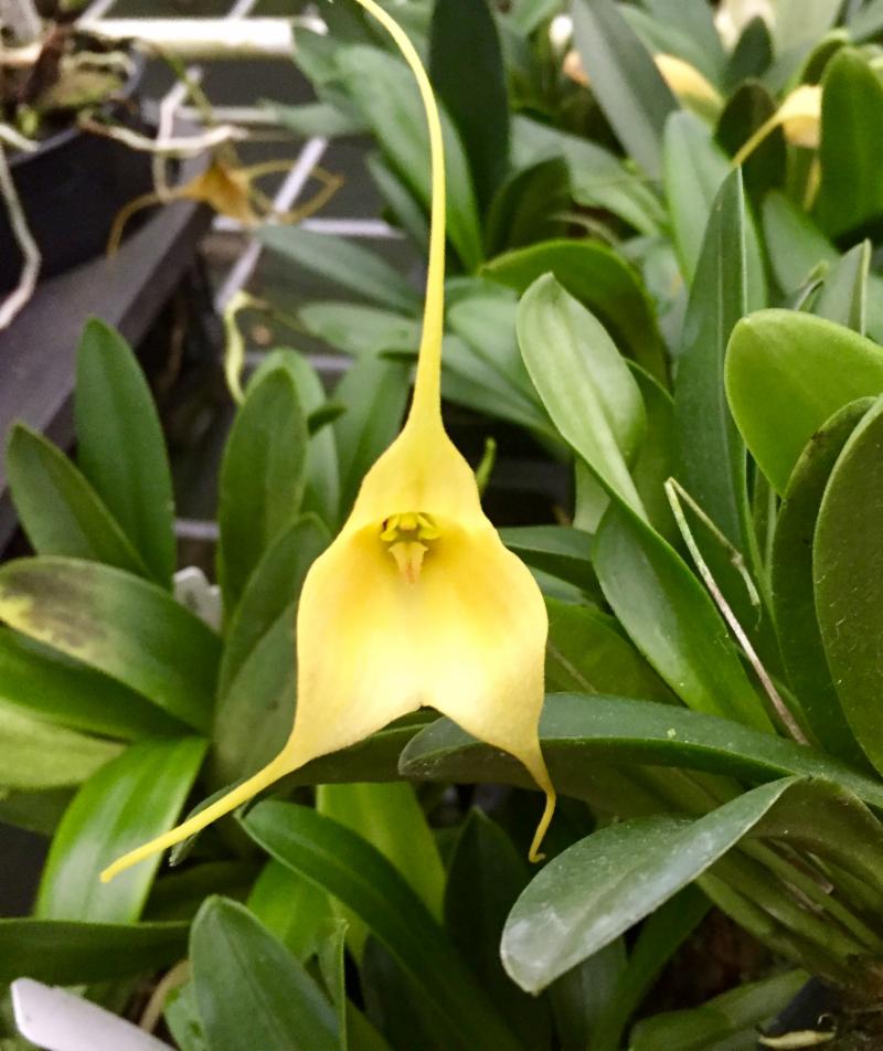Masd. Haneczka 'Golden Girl' AM/AOS