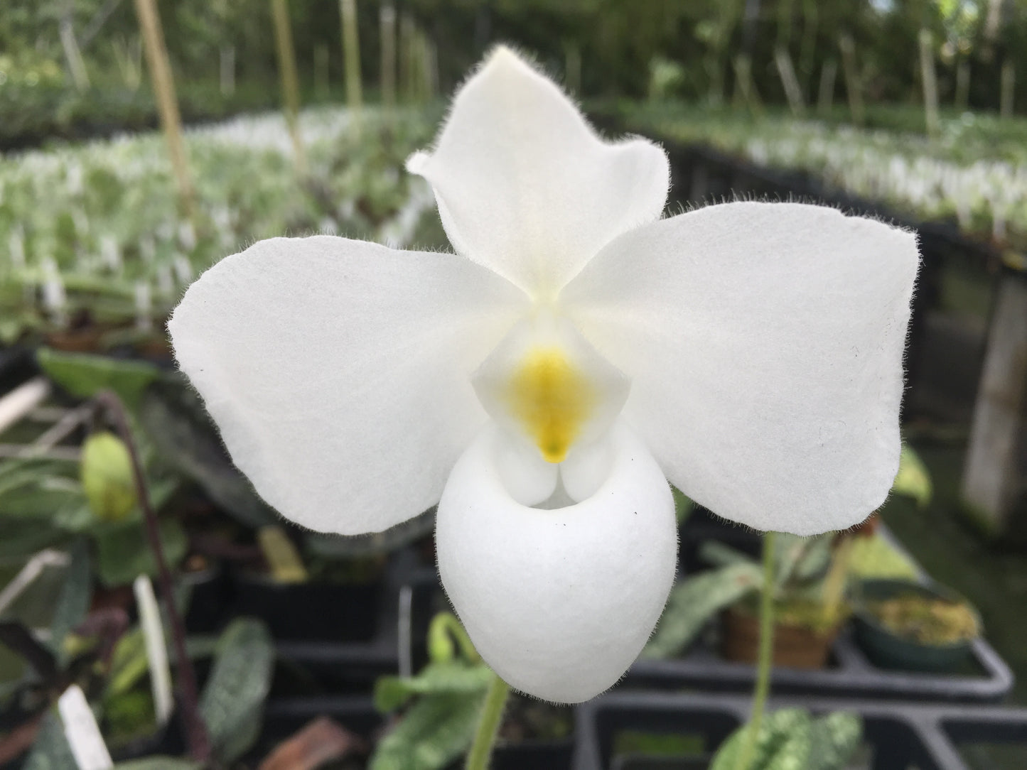 Paph. delanatii alba 'Blanca' x delanatii alba 'New Order'