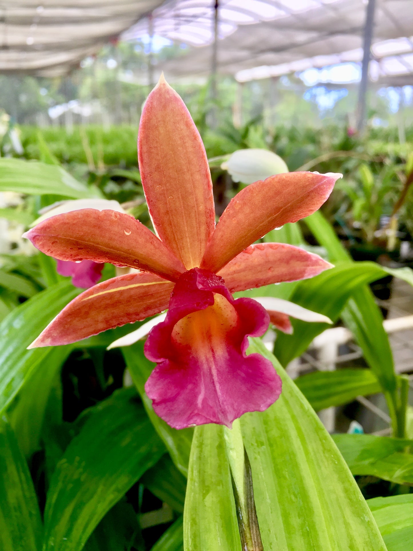 Phaius tankervillae x Lady Ramona Harris- Non Bloom