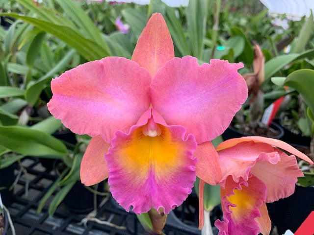 Rlc. Ingrid Seelis- Non Bloom