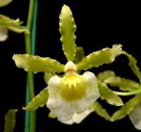 Onc. Irish Mist