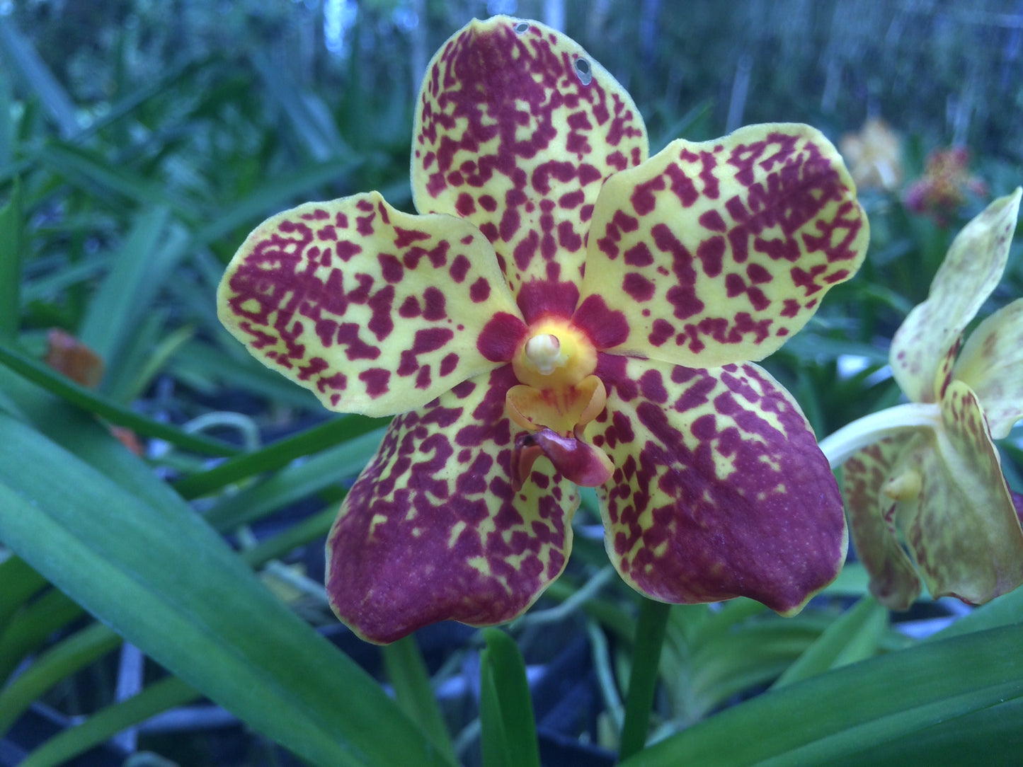 Two Small Vanda Orchid Plants