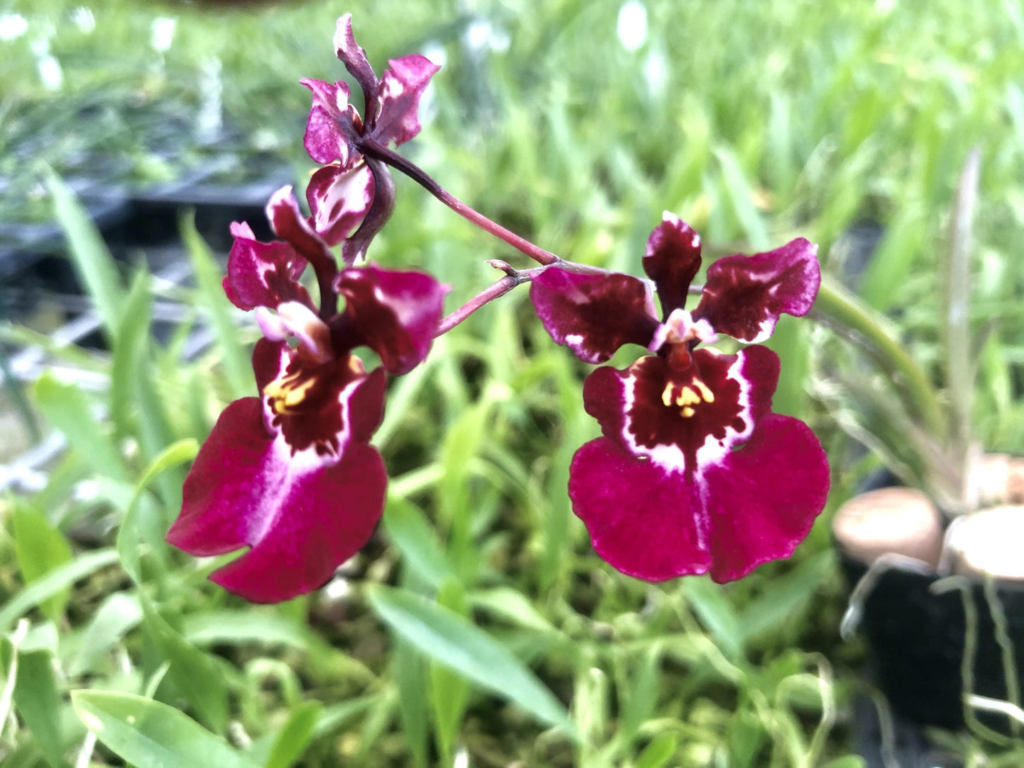 Tolu. Kalapana Red- Blooming size