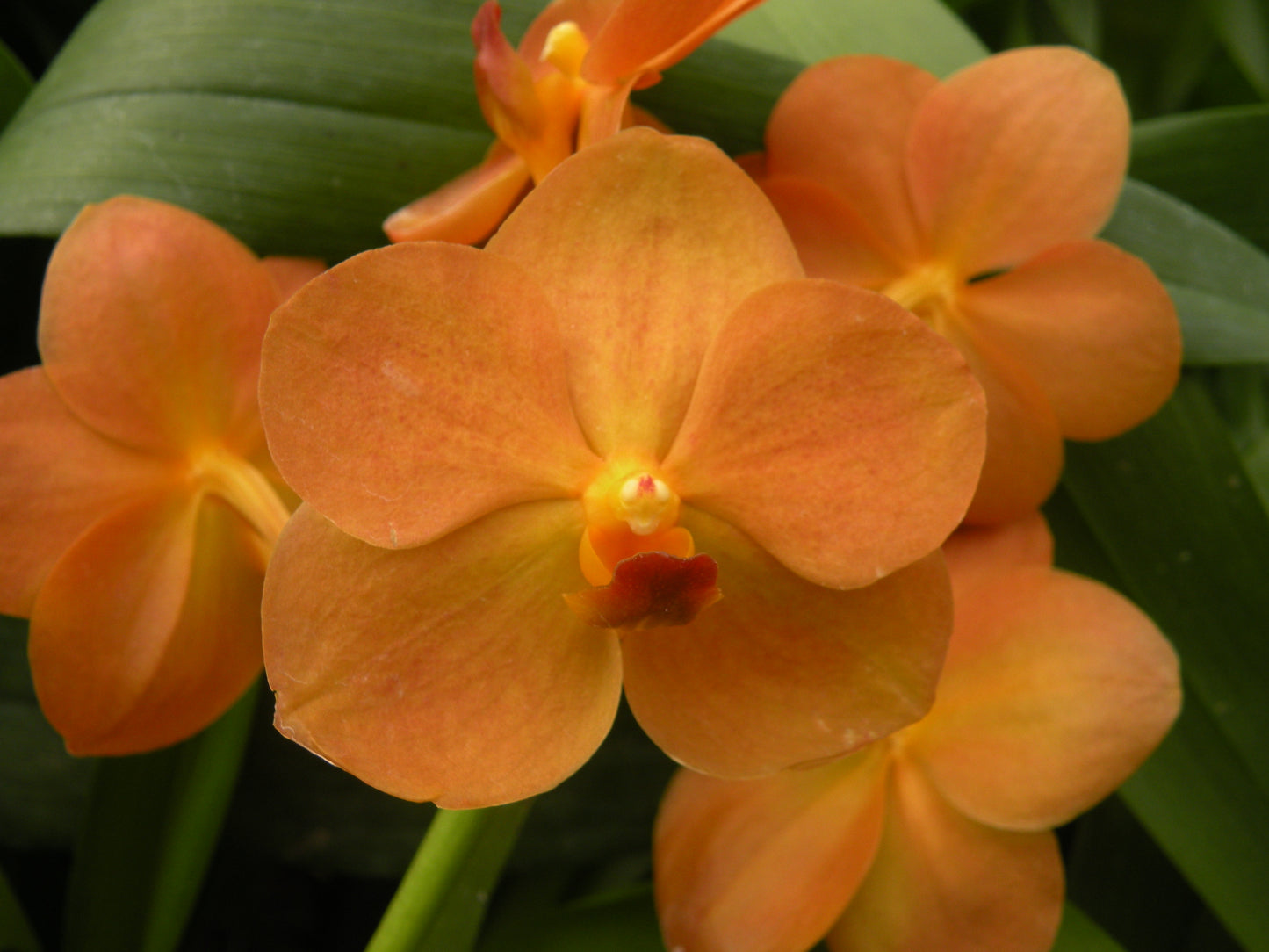 Ascda Kultana Gold x Fuch's Gold