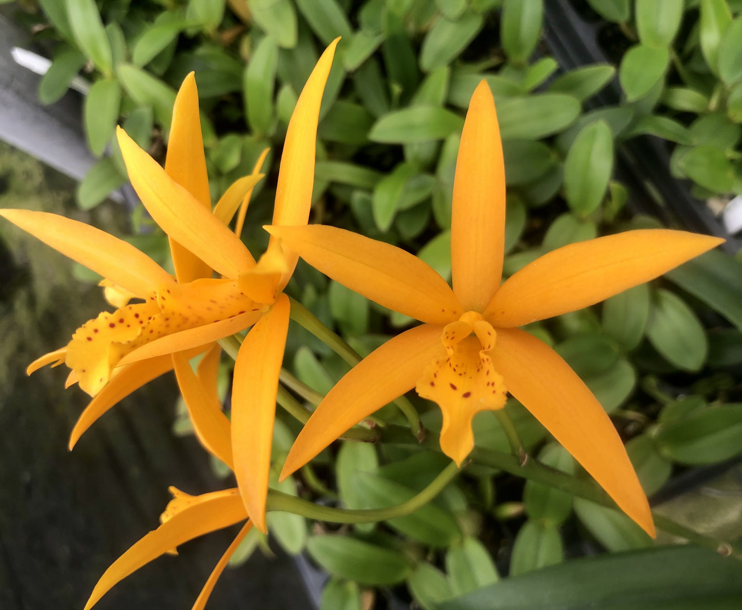 Blc. Hawaiian Treat- Non Bloom