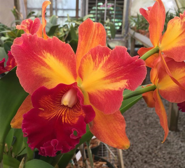 Lc. Mary Ellen Carter 'Dixie Hummingbird' FCC/AOS x Blc. Chia Lin 'Golden Super' FCC/OSORC- Blooming Size