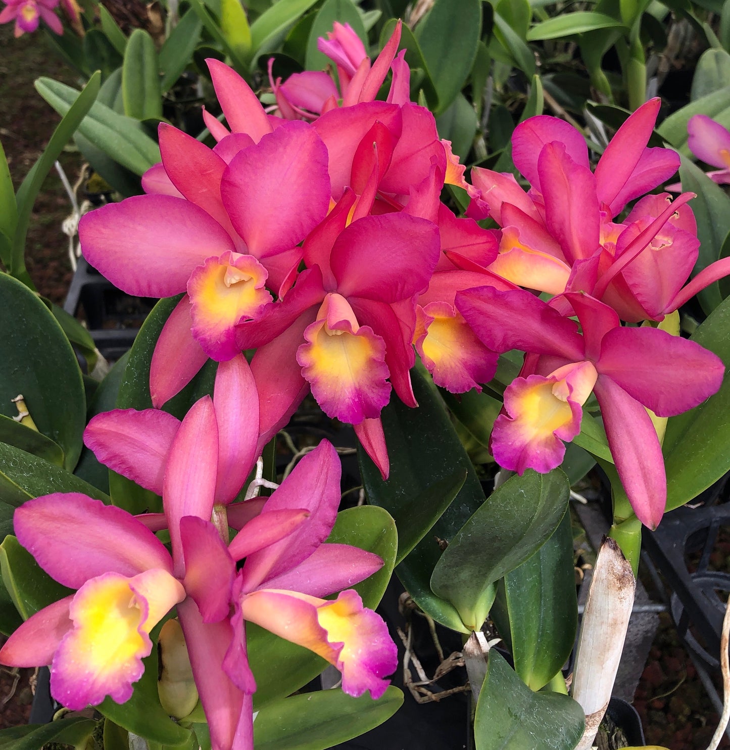 Lc. Secret Love 'KB'