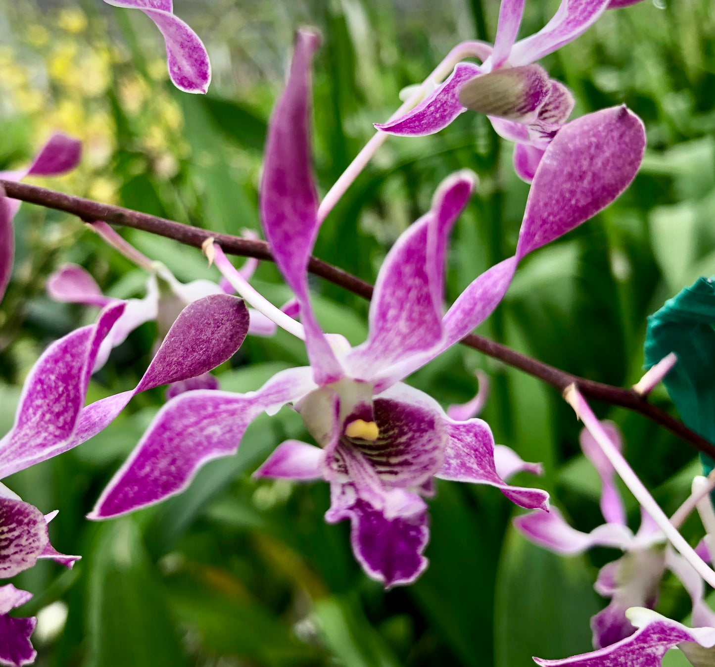 Den. lineale x Blue Twinkle