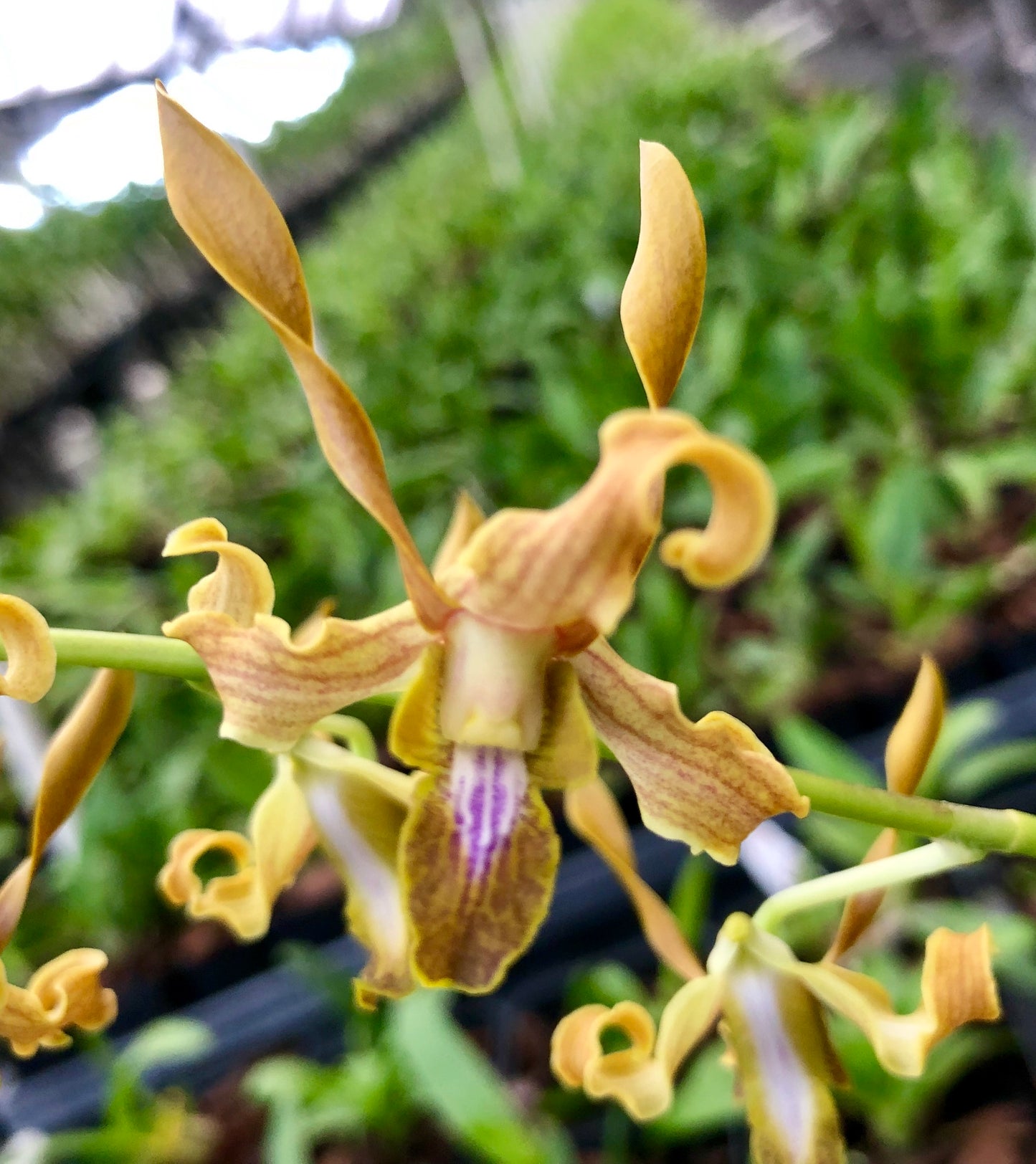 Den. Luwin Park x tangerianum- Blooming Size