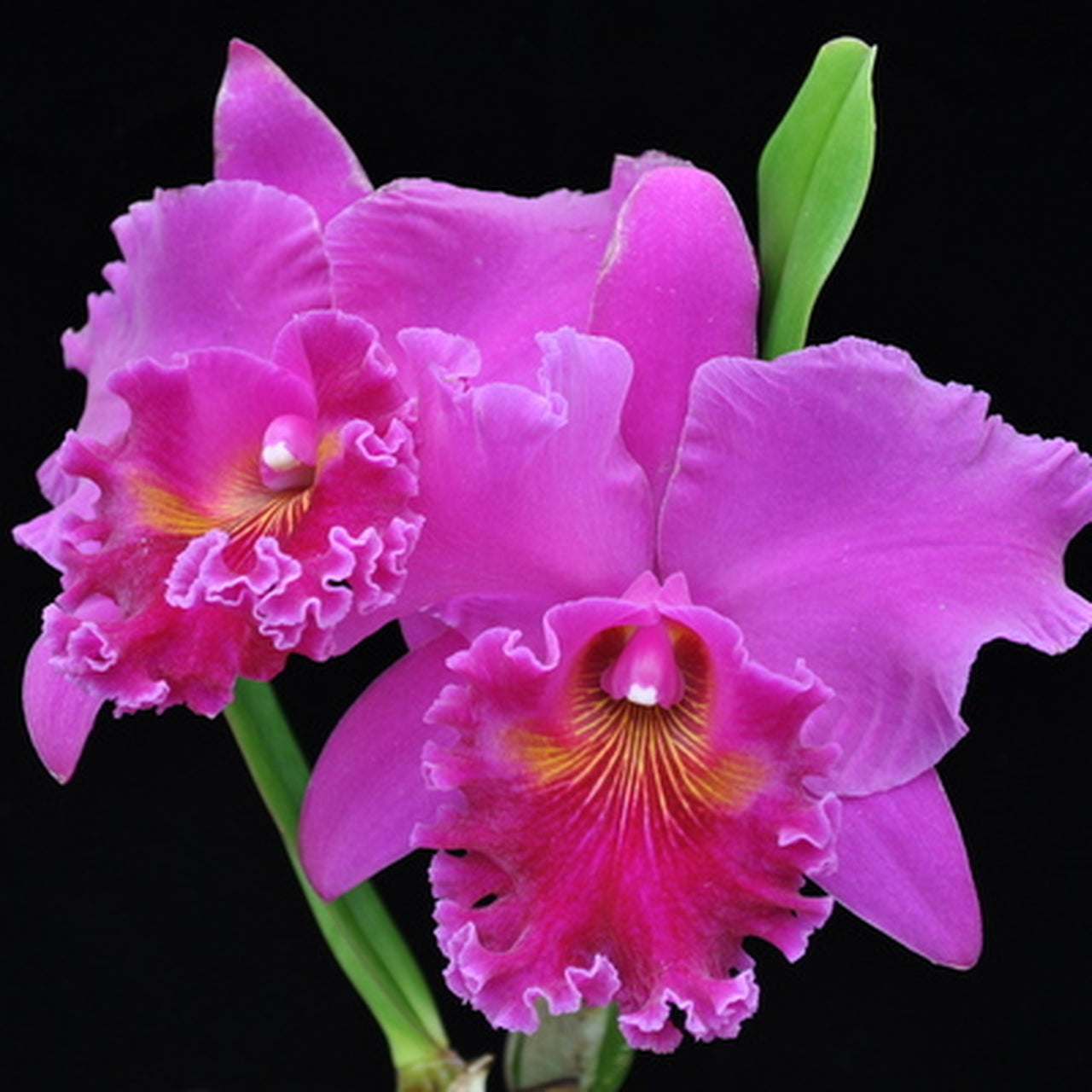 Rlc . Mitsuo Akatsuka x C. Picasso ‘Modern Art’- Blooming Size