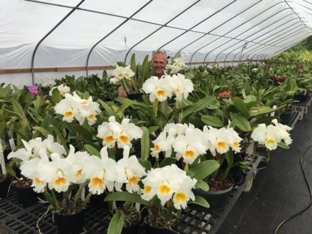 White Magic - 24 asst White Cattleyas - Blooming Size