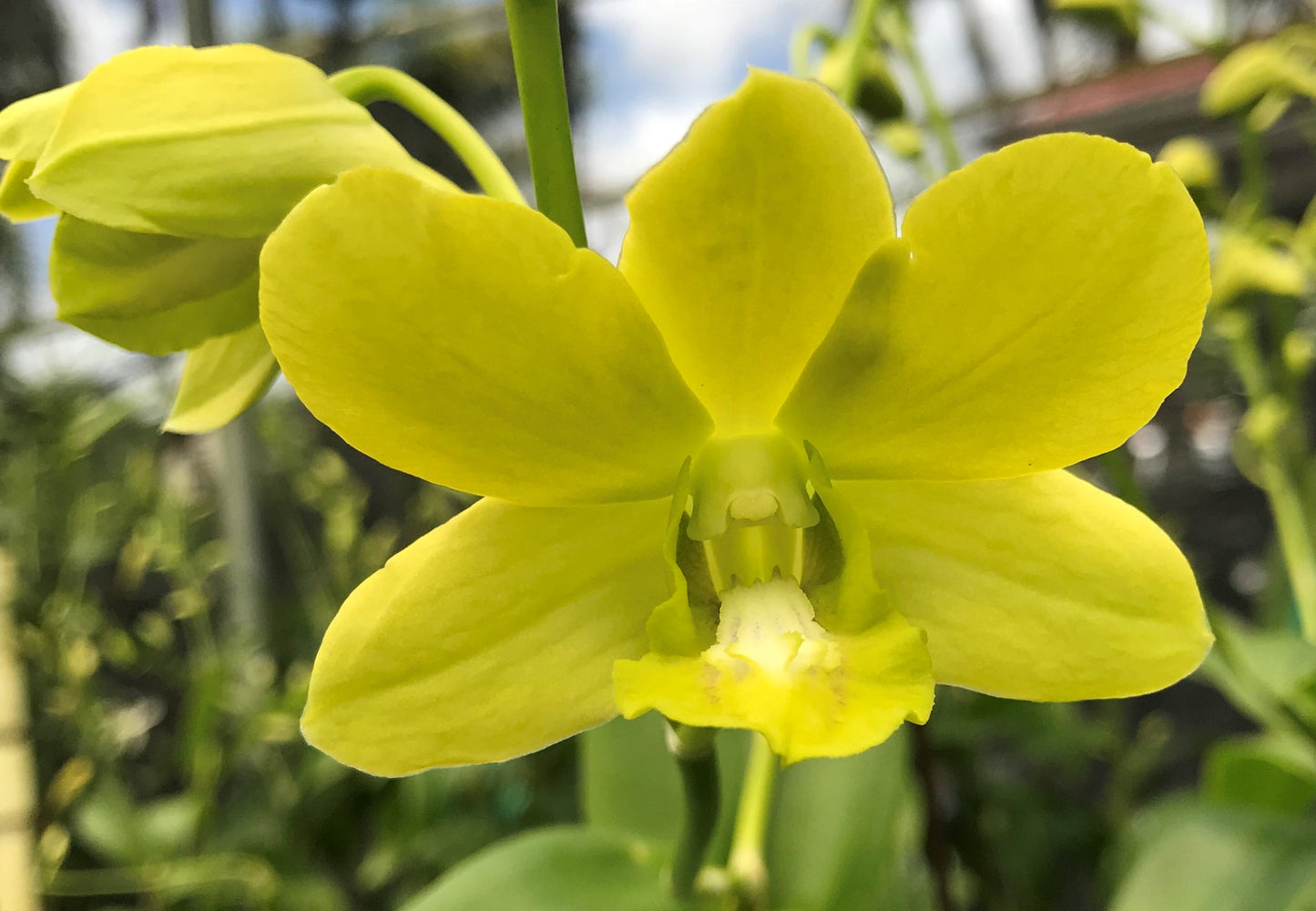 Den. Margarita with Green Ecopot