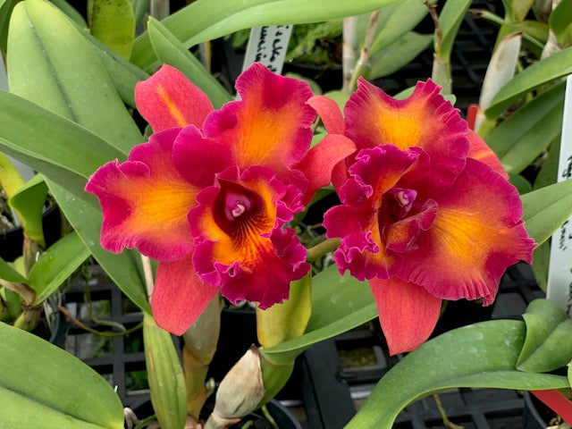 Rlc. Mariah's Paradise - Blooming Size