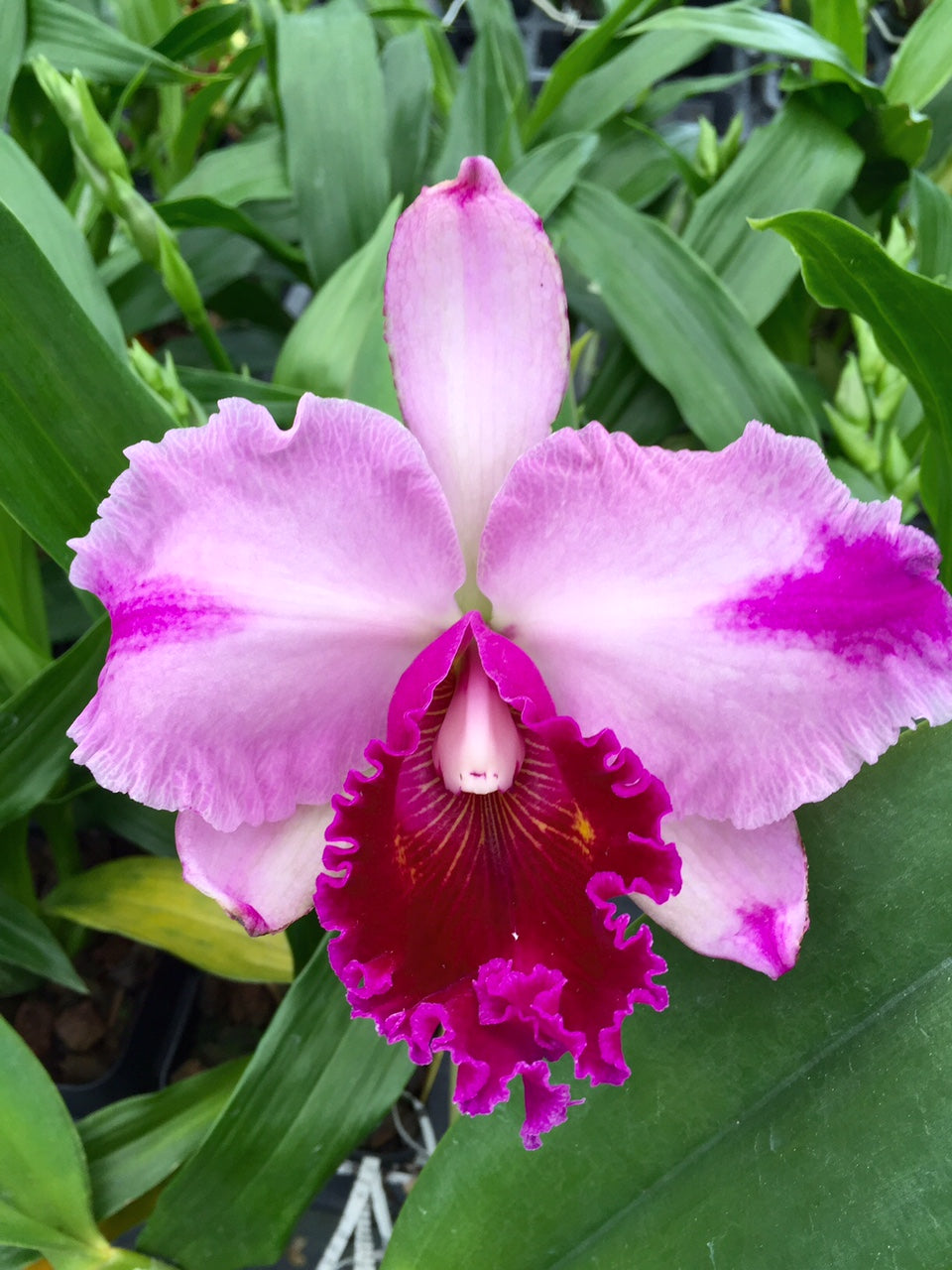 Lc. Martha Stewart- Non Bloom