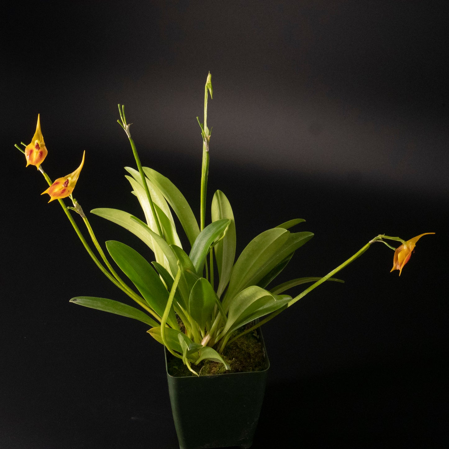 Masd. pinocchio 'Cheyenne' CCM
