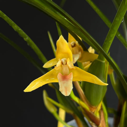 Maxillaria tenuifolia 'Yamada' AM/AOS