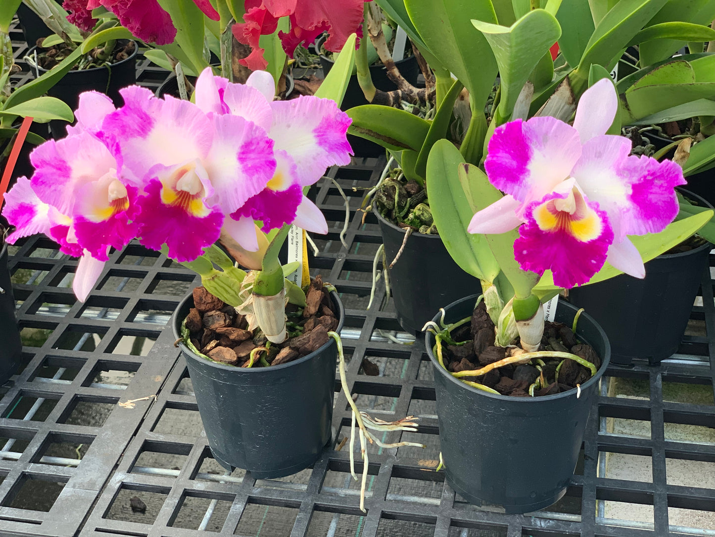 Rlc. (Memoria Ann Balmores x Memoria Robert Strait) x Rlc . Macky Flare- Blooming Size