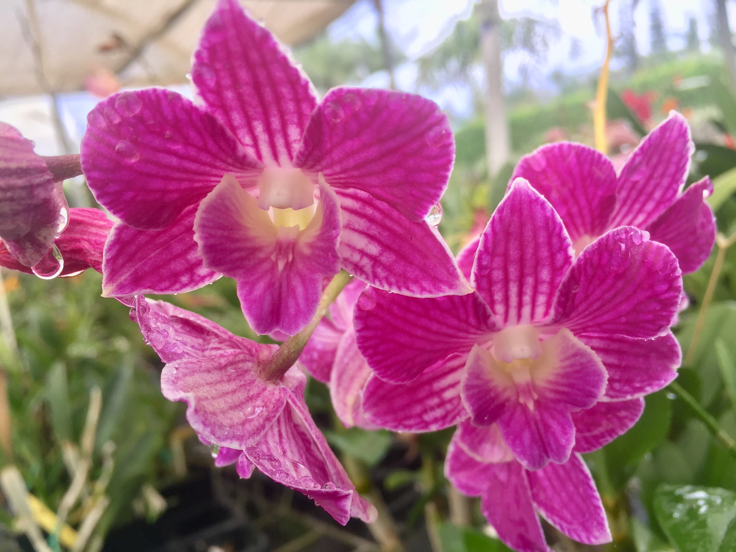 Den. Micro Chip x Nida 'Stripes' #2