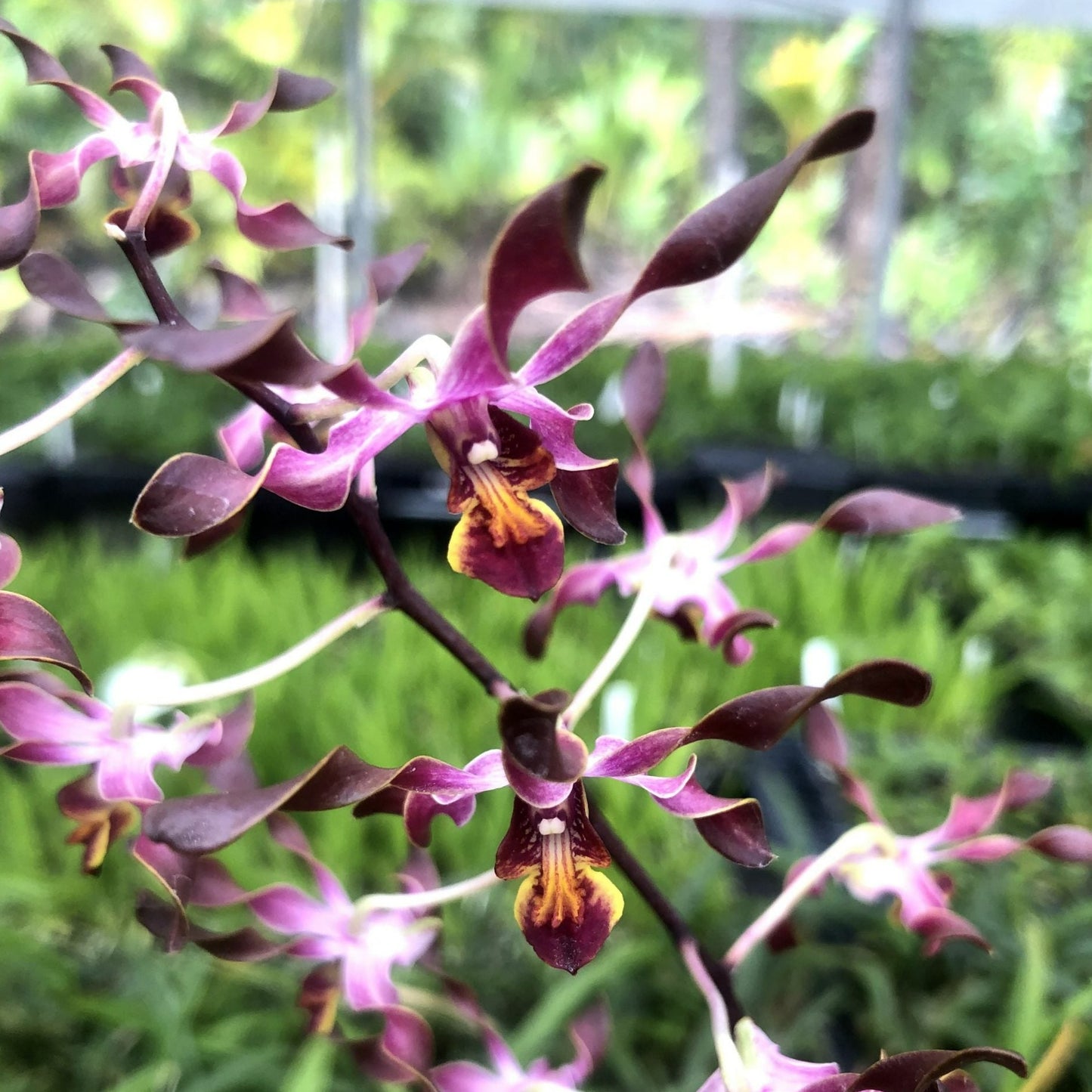 Den. Minnie x Blue Twinkle