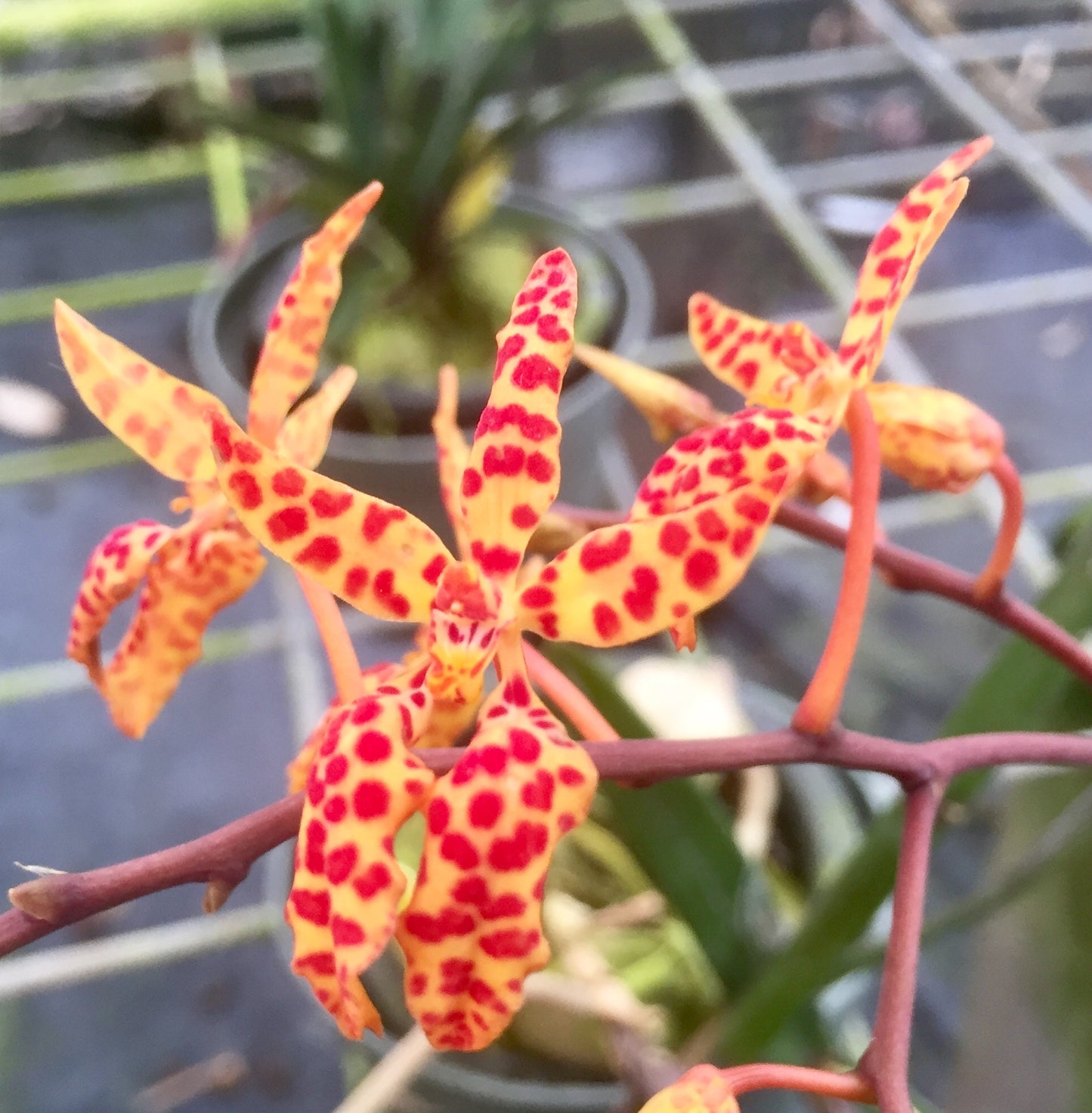 Ren. Monachica- Blooming Size