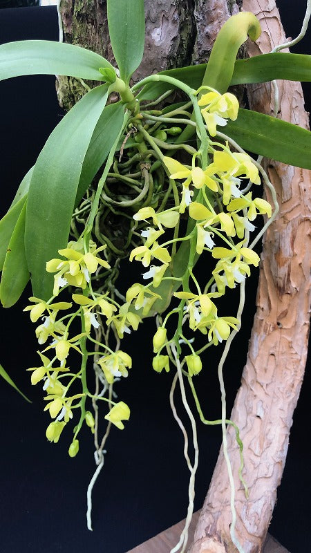 Mpt. cootesii- Non bloom