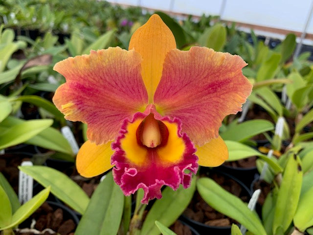 Rlc. Nakornchaisri Delight x Rlc Rungnapha Fancy 5" pots- Blooming Size
