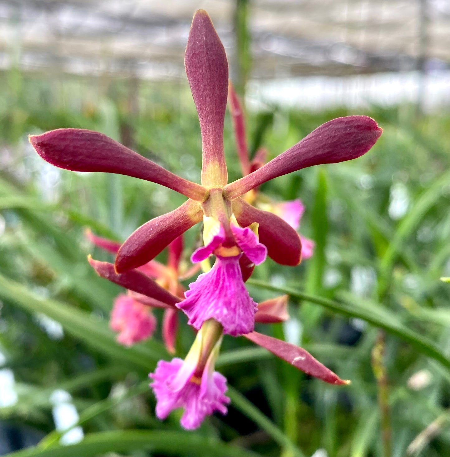 Encyclia Nursery Rhyme x bractescens