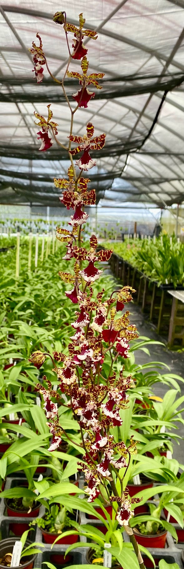 Odcdm. Everglades Elegance 'Nancy Lee' HCC/AOS