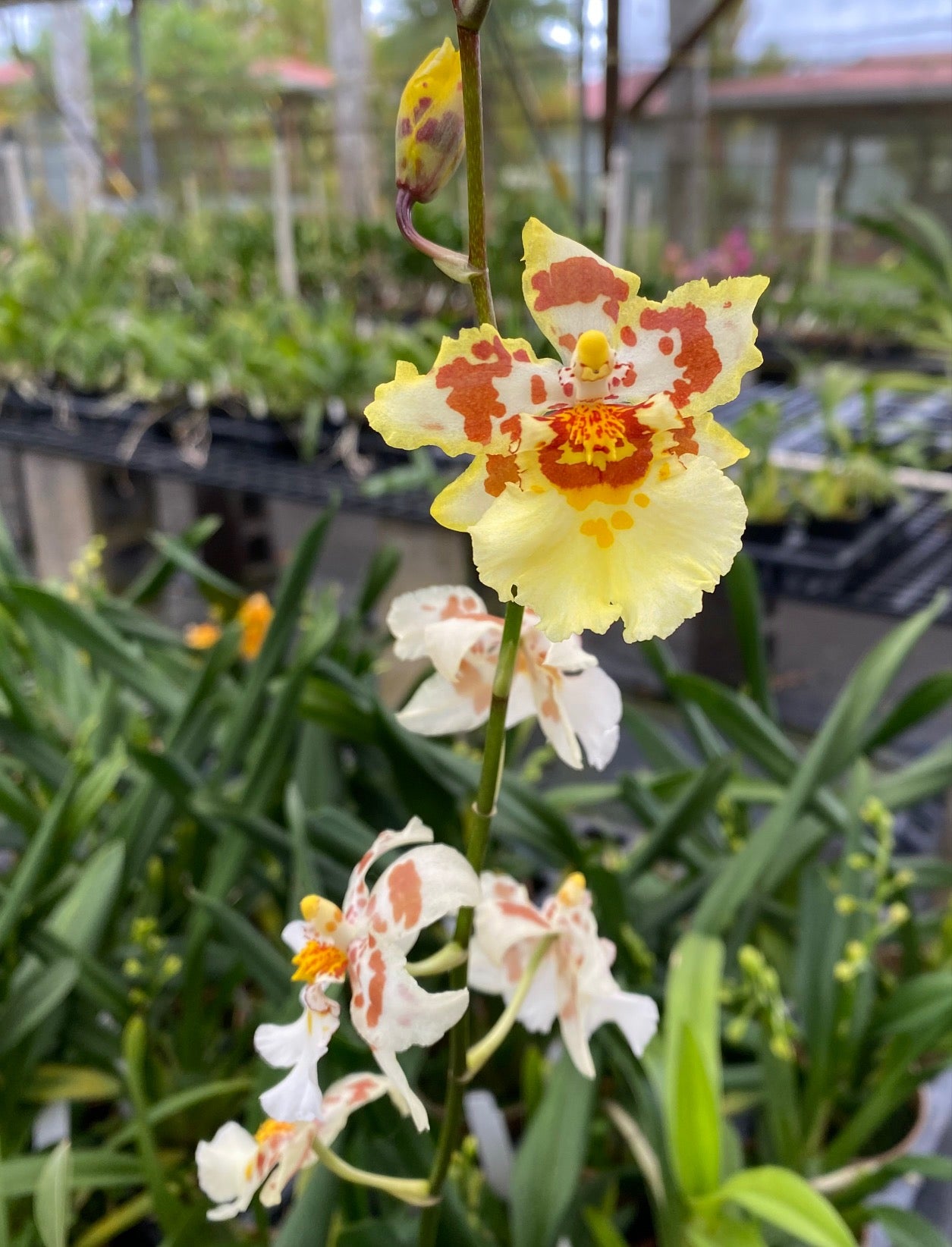 Odcdm. Pacific Parquet 'Uptown Girl'