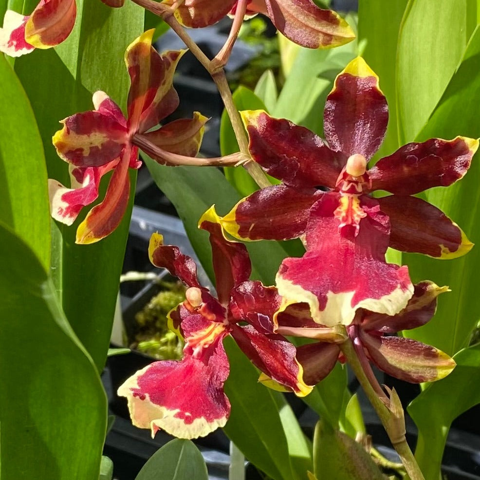 Oncostele Wildcat 'Golden Red Star'
