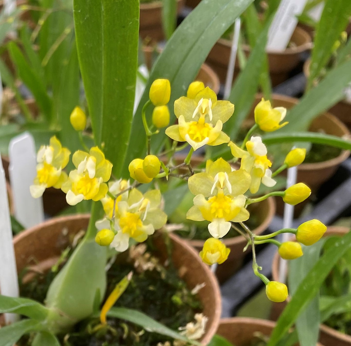 Onc. Gold Dust