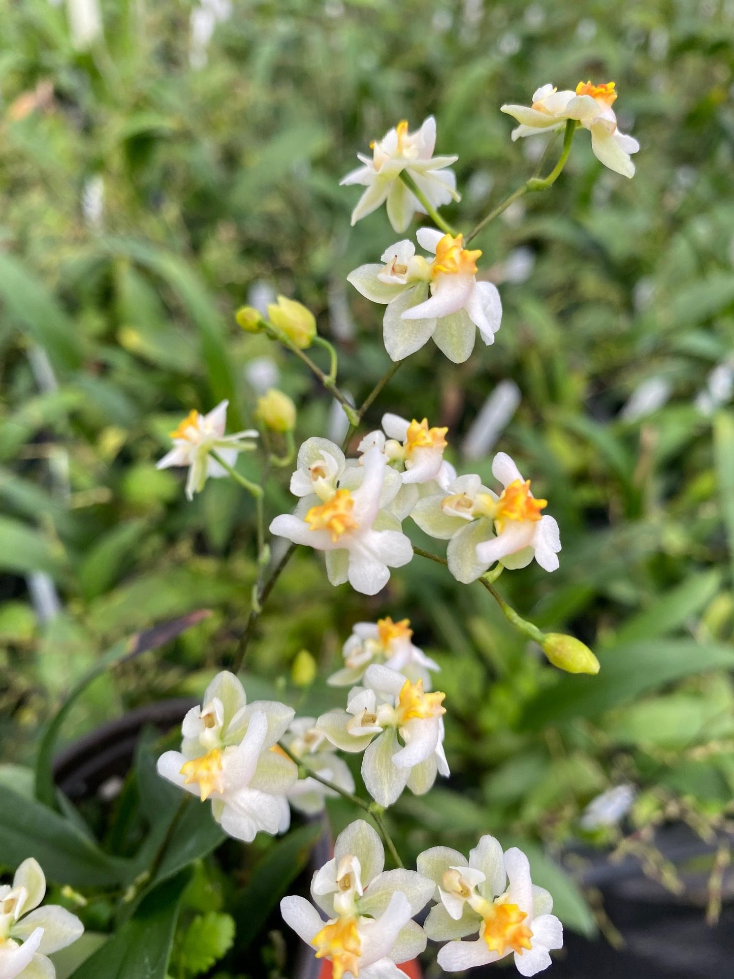 Oncidium Twinkles 'Fragrance Fantasy' White