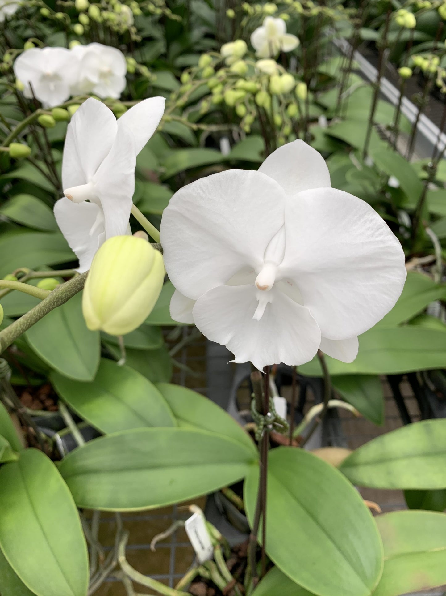 P. Charming 'Crystal Water'