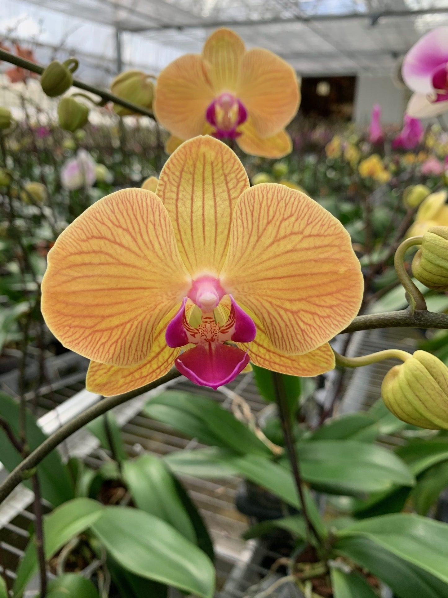 P. Chian Xen Golden x P. Fusheng’s Golden Age