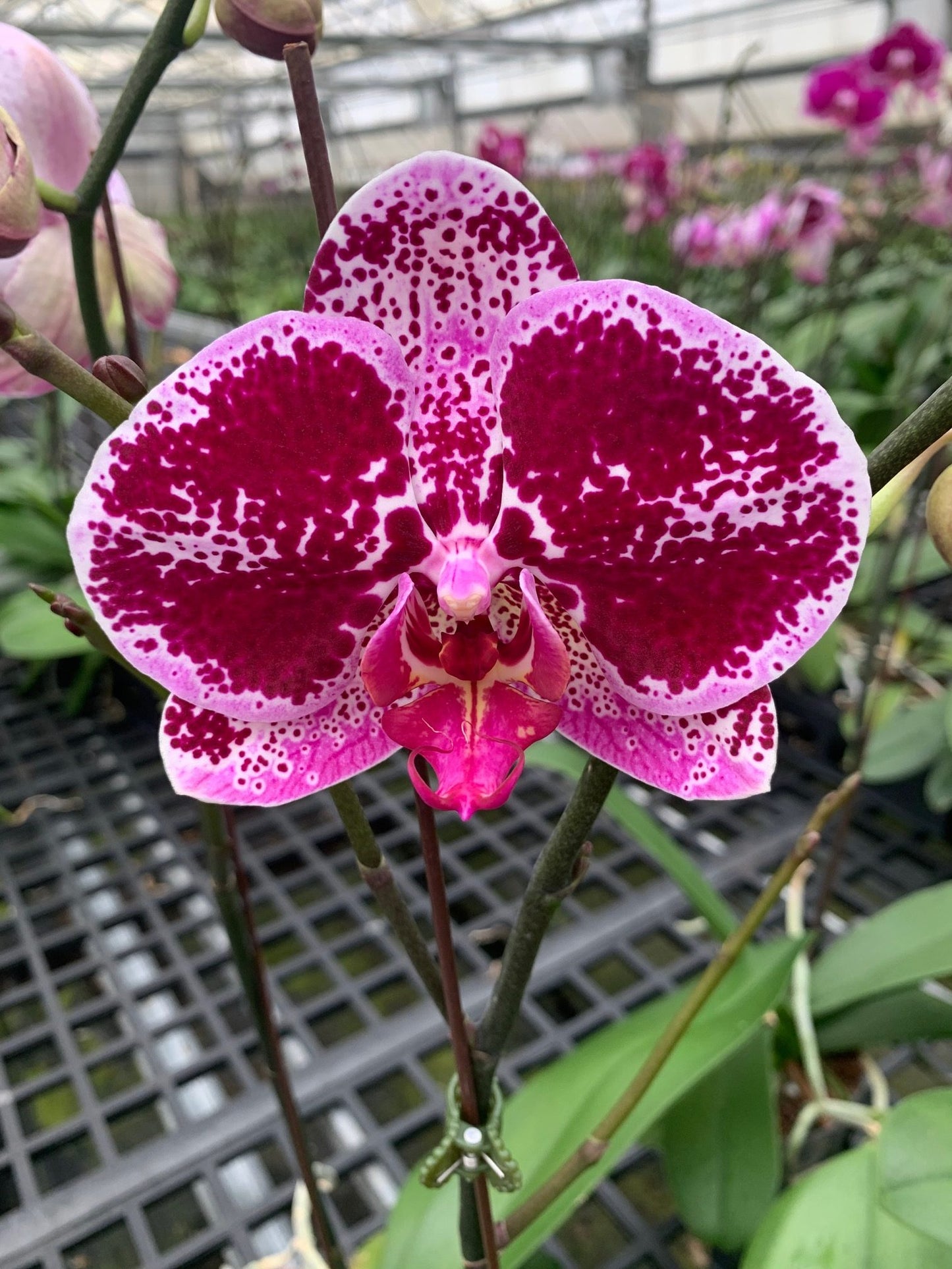 P. Da Shang 'Sparkle Fire'