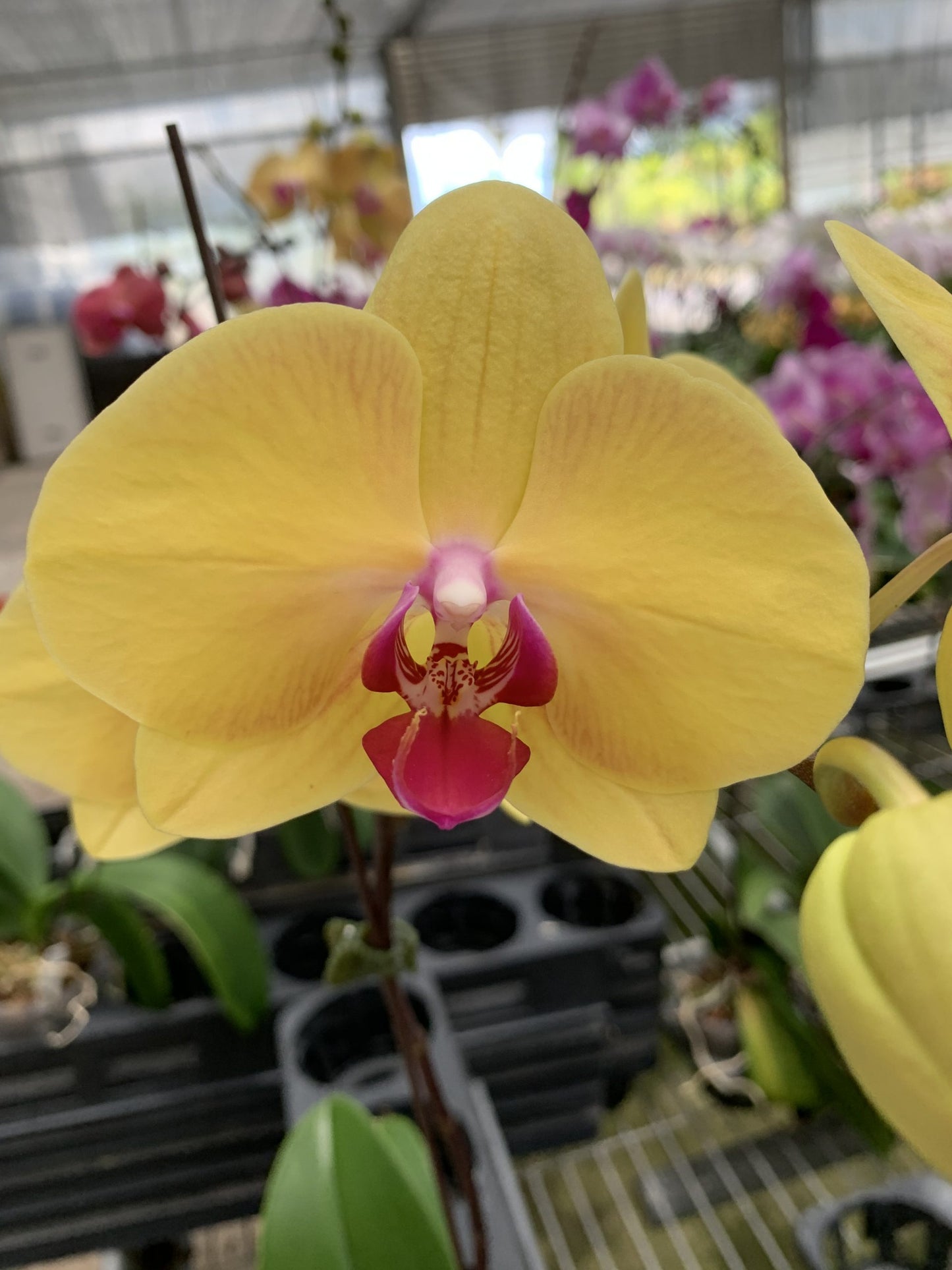 P. Da Shang 'Yellow Sun'