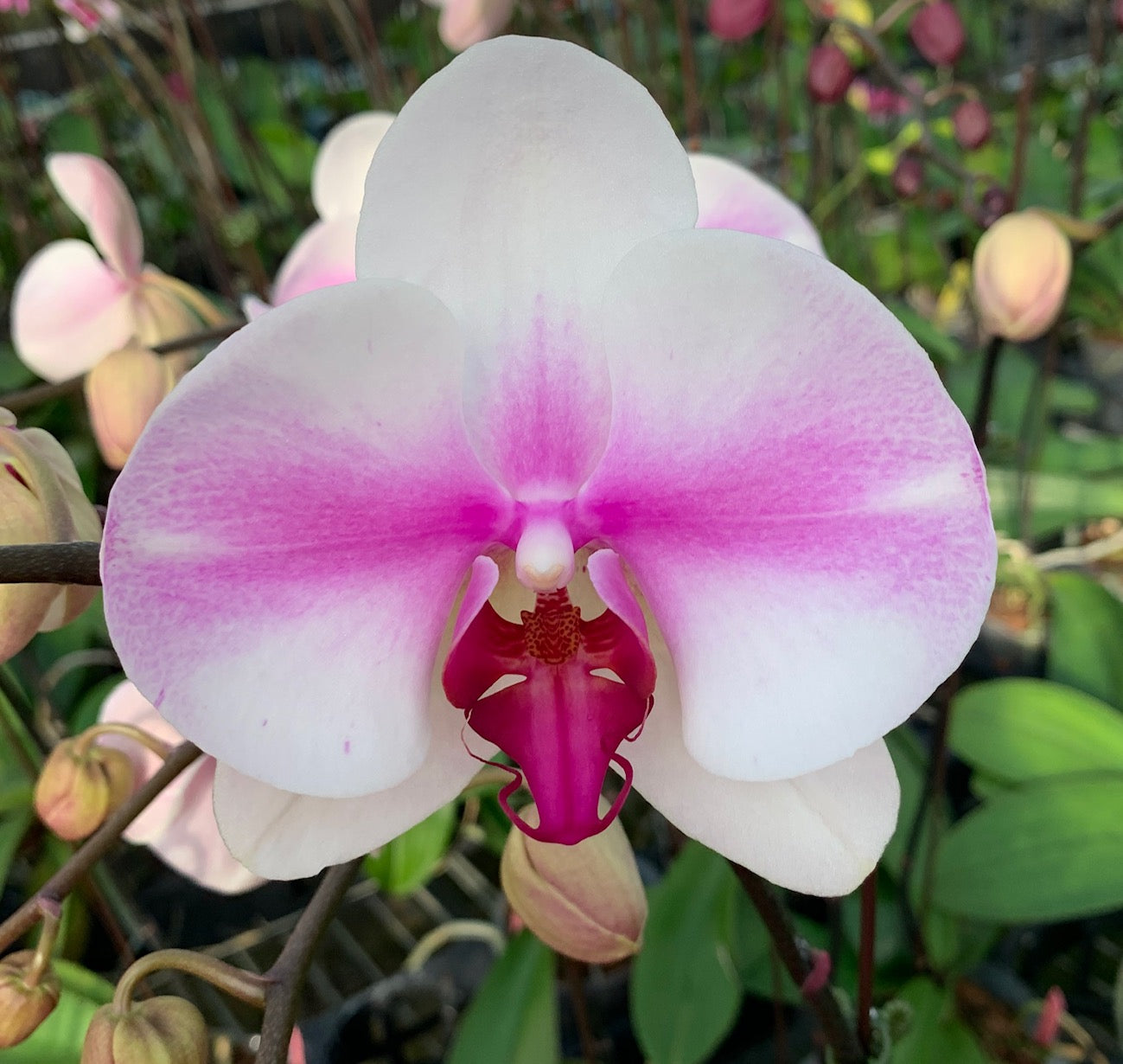 P. KV Butterfly 'JPM2'