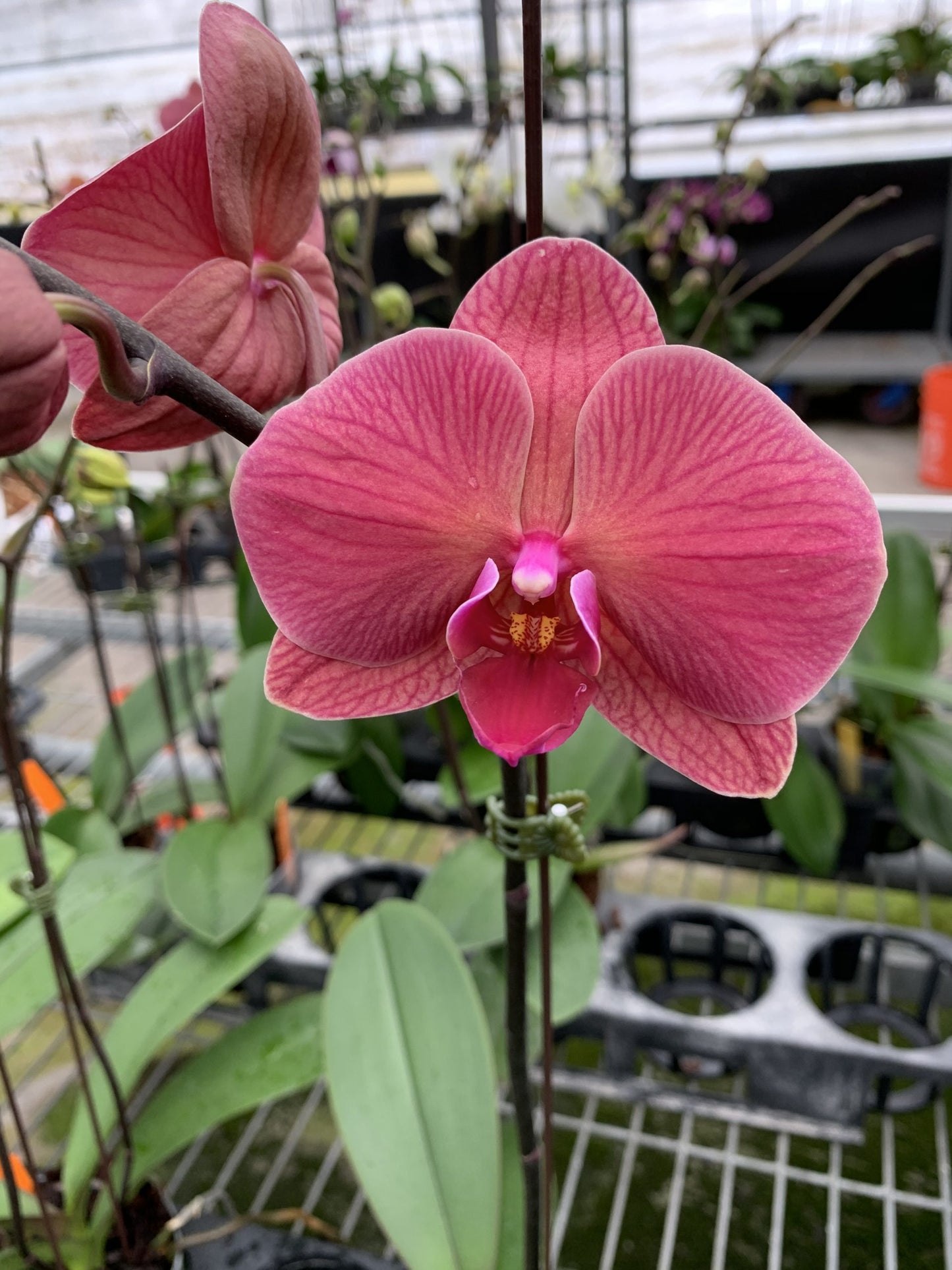 P. Taida 'Orange Queen'