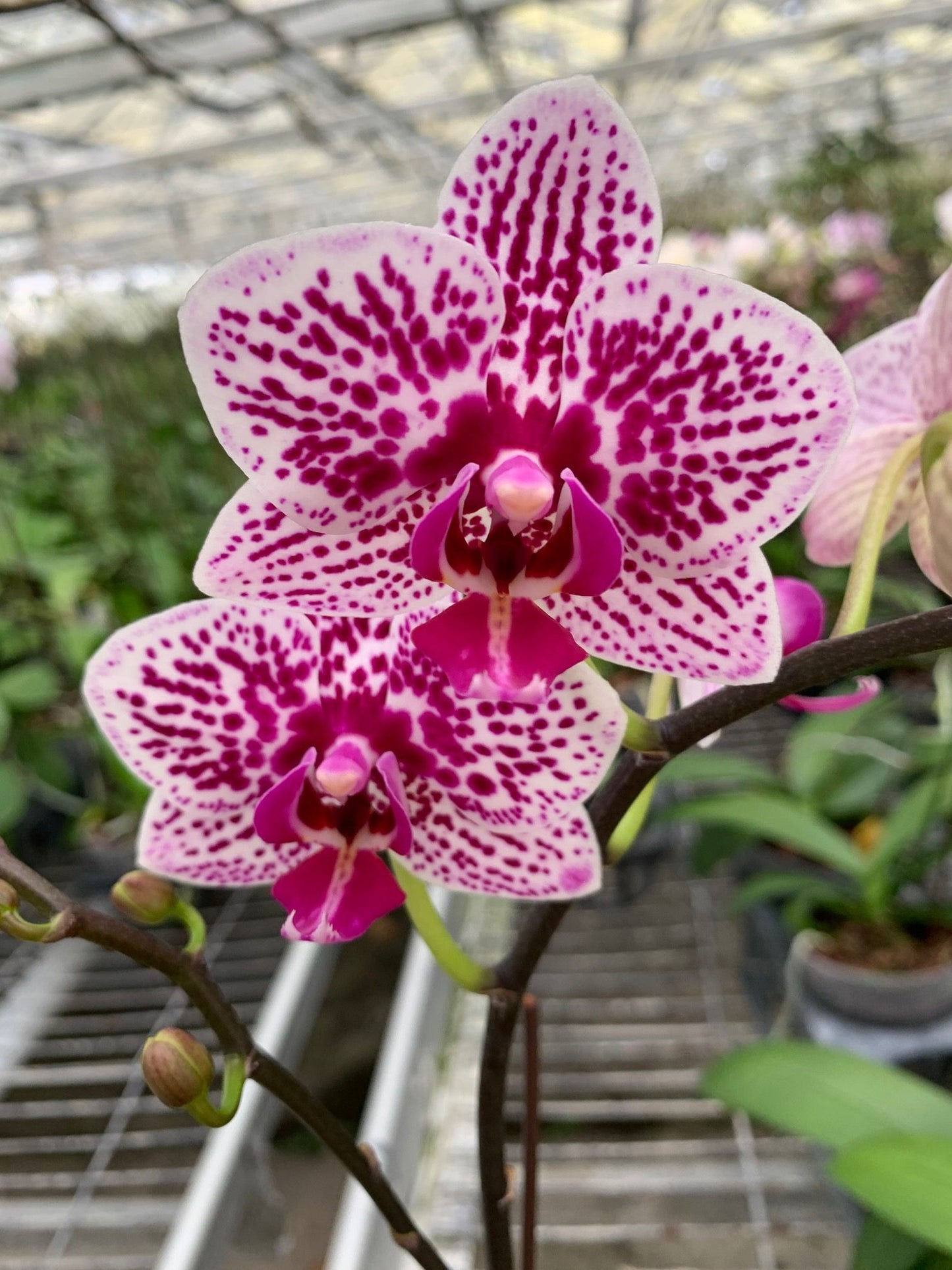 Assorted Miniature Phalaeonopsis