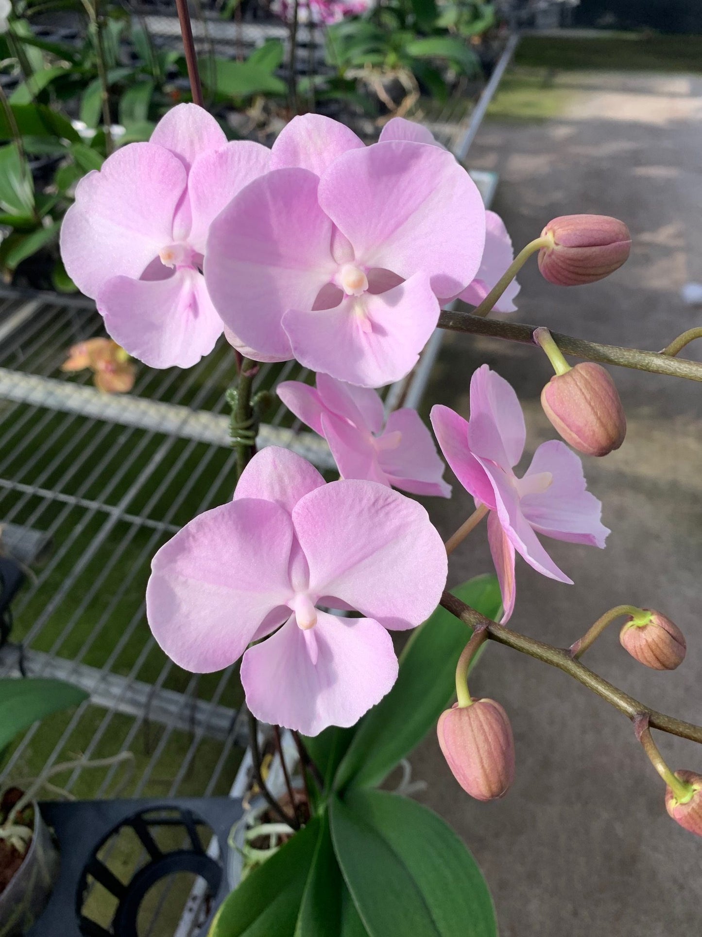 (P. Yu Pin Fireworks x Dtps. Yu Pin Ocicat)