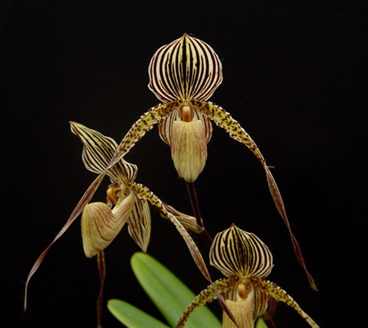 Paphiopedilum Saint Swithin