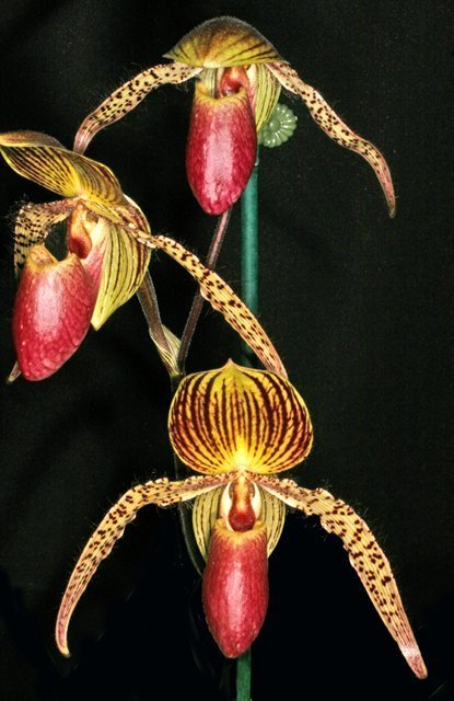 Paphiopedilum Vanguard